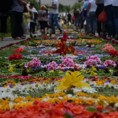 Jakie kwiaty wybrać do dywanów kwiatowych w ogrodzie, aby zachwycały?